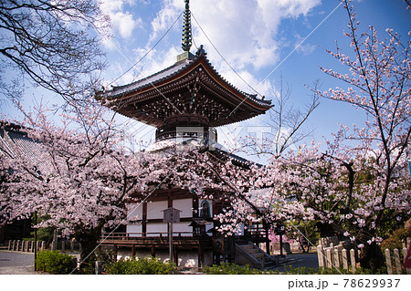 京都　本法寺の春2021 78629937