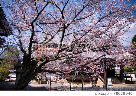 京都　本法寺の春2021 78629940