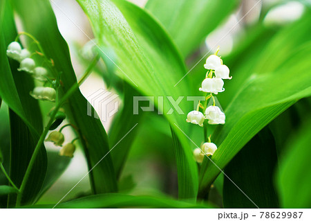 スズランの花 鈴蘭 の写真素材 スズランの花 鈴蘭 の写真素材