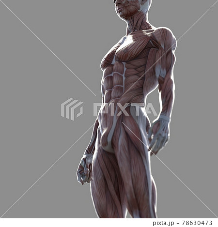 筋肉標本 男性 俯瞰 見上げる Perming3dcgイラスト素材のイラスト素材