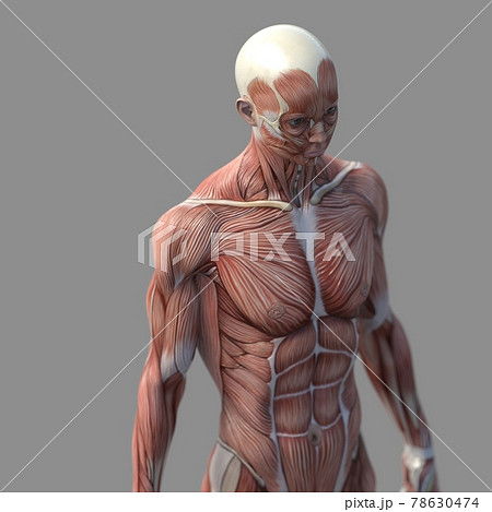 筋肉標本 男性 上半身 俯瞰 Perming3dcgイラスト素材のイラスト素材