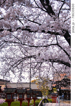 京都　六孫王神社の春　2021 78630600