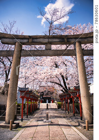 京都　六孫王神社の春　2021 78630601