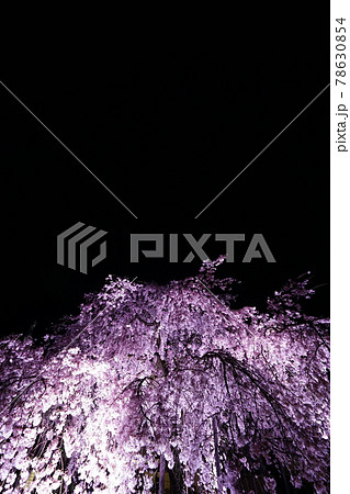 専称寺夜桜 専称寺夜桜 78630854