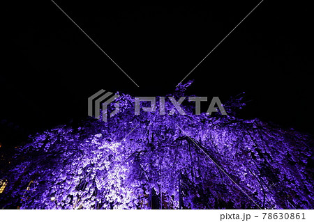専称寺夜桜 専称寺夜桜 78630861