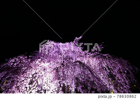 専称寺夜桜 78630862