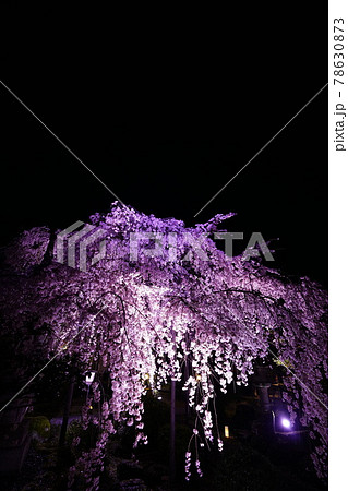 専称寺夜桜 78630873