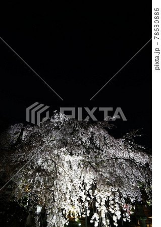 専称寺夜桜 78630886