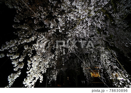 専称寺夜桜 専称寺夜桜 78630896