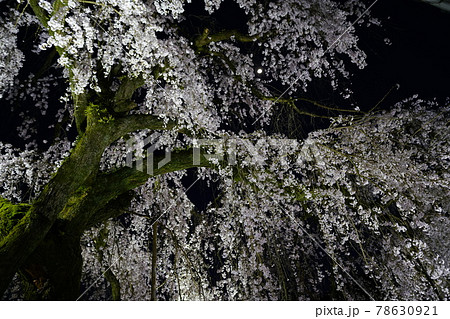 専称寺夜桜 専称寺夜桜 78630921