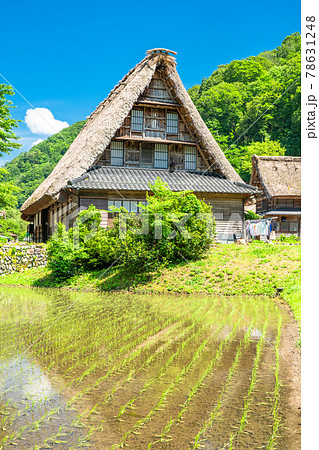 《富山県》菅沼合掌造り集落・初夏の田植えシーズン 78631248