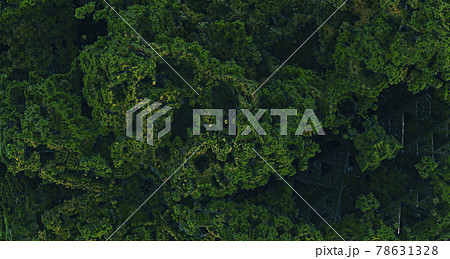 Creative tropical forest square patern, view from top. Nature spring concept. Flat lay. 78631328