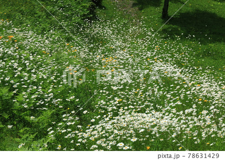 フランス菊の群生 78631429