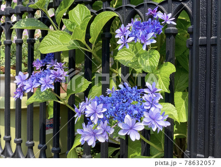 垣根から顔出す紫陽花 垣根から顔出す紫陽花 78632057
