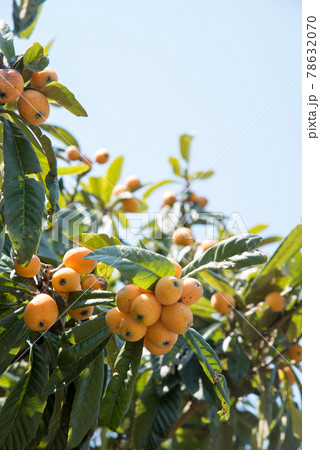 徳島県産枇杷 78632070