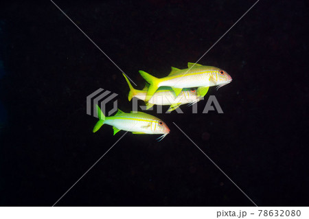 goatfish goatfish 78632080