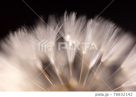 Dandelion seeds against dark background closeup Dandelion seeds against dark background closeup 78632142