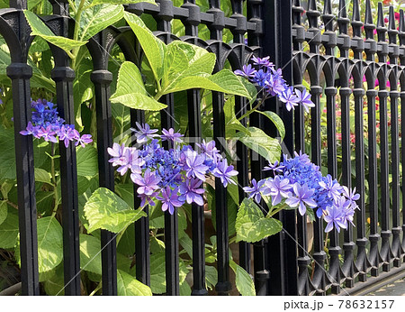 塀から顔出す紫陽花 塀から顔出す紫陽花 78632157