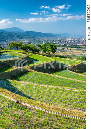 《長野県》姨捨の棚田・田植えシーズン 78632206
