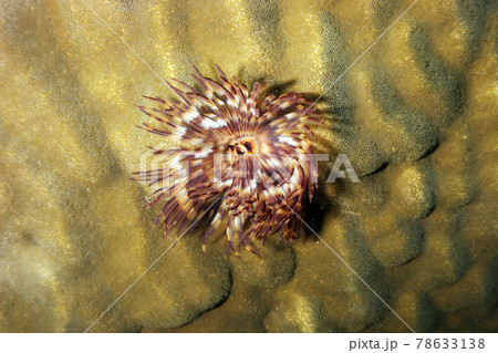 Feather duster worm Feather duster worm 78633138