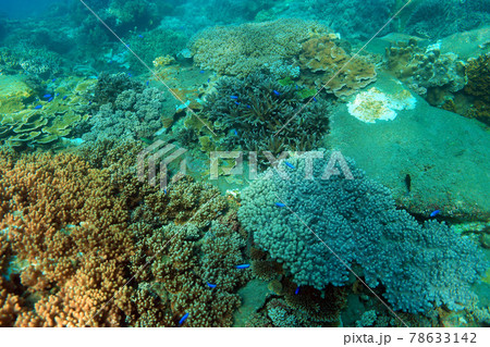 Coral Reef 78633142
