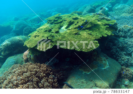 Coral Reef 78633147