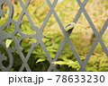 蛇 78633230