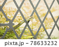 蛇 78633232