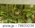 蛇 78633236