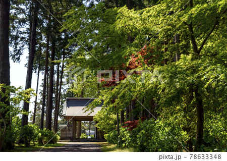 千葉県　日本寺　新緑と春もみじ 78633348