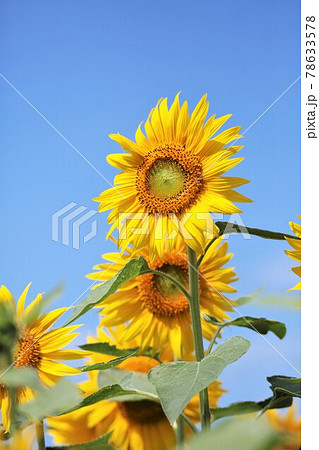 ひまわり 78633578