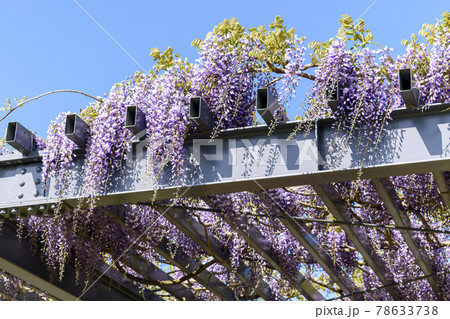 千葉県　正東山　日本寺のフジの花 78633738