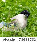 草むらで首を傾げるオナガ 78633762