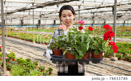 Cheerful chinese woman florist holding potted flowers geranium, satisfied with her plants in glasshouse 78633786