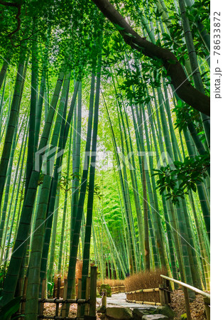 初夏の鎌倉 報国寺 縦構図 初夏の鎌倉 報国寺 縦構図 78633872