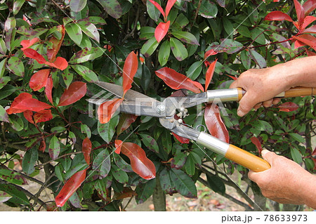 庭木の剪定 庭木の剪定 78633973