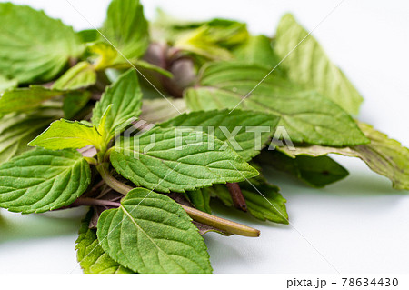 ペパーミント ペパーミント 78634430