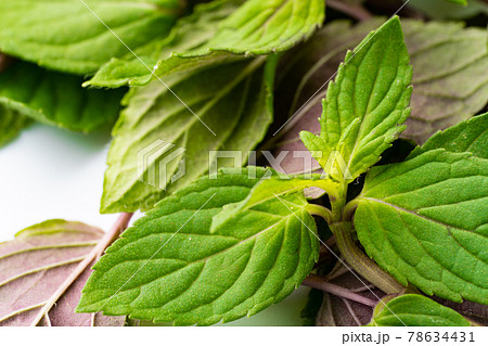 ペパーミント 78634431