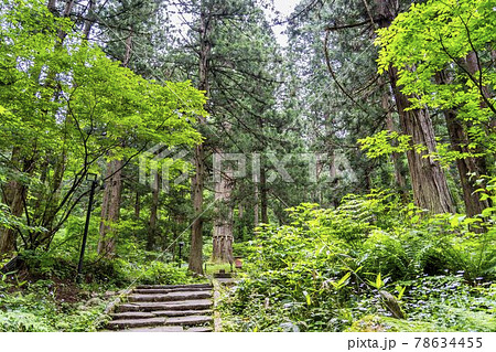 初夏の出羽三山神社　羽黒山の杉並木と継子坂　山形県鶴岡市 78634455