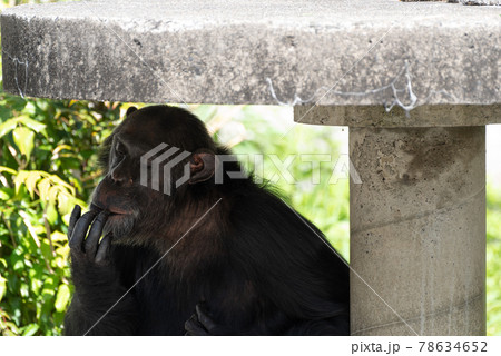 指を舐めるチンパンジー 78634652