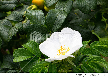 白い薔薇 フローレンス ナイチンゲール の写真素材