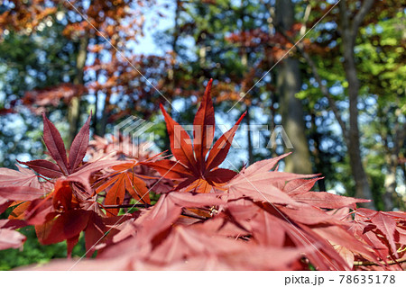 千葉県　日本寺　春もみじ 78635178