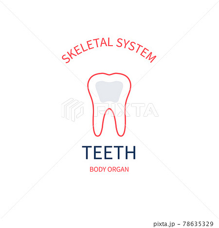 Skeletal system anatomy infographic poster of tooth 78635329