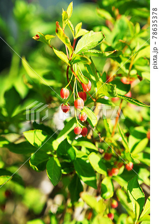 可愛い赤い花 サラサドウダン ”更紗灯台” 可愛い赤い花 サラサドウダン ”更紗灯台” 78635378