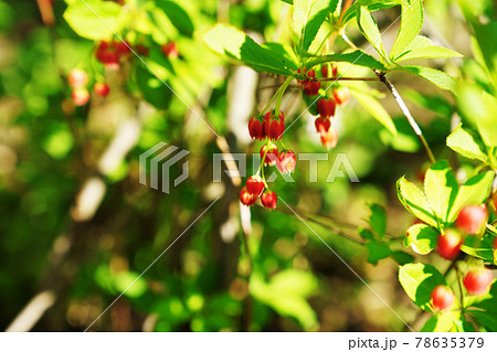 可愛い赤い花 サラサドウダン ”更紗灯台” 可愛い赤い花 サラサドウダン ”更紗灯台” 78635379