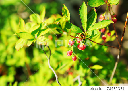可愛い赤い花 サラサドウダン ”更紗灯台” 可愛い赤い花 サラサドウダン ”更紗灯台” 78635381