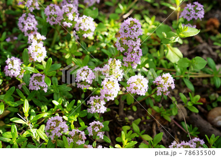 可愛い紫の花 クリーピングタイム の写真素材