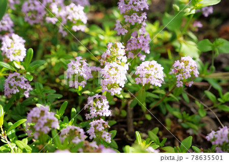 可愛い紫の花”クリーピングタイム” 78635501