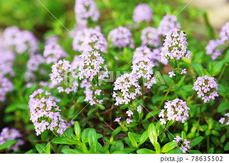 可愛い紫の花 クリーピングタイム の写真素材