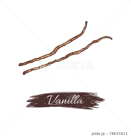 Vanilla pods and creative inscription, hand drawn vector illustration isolated. 78635621